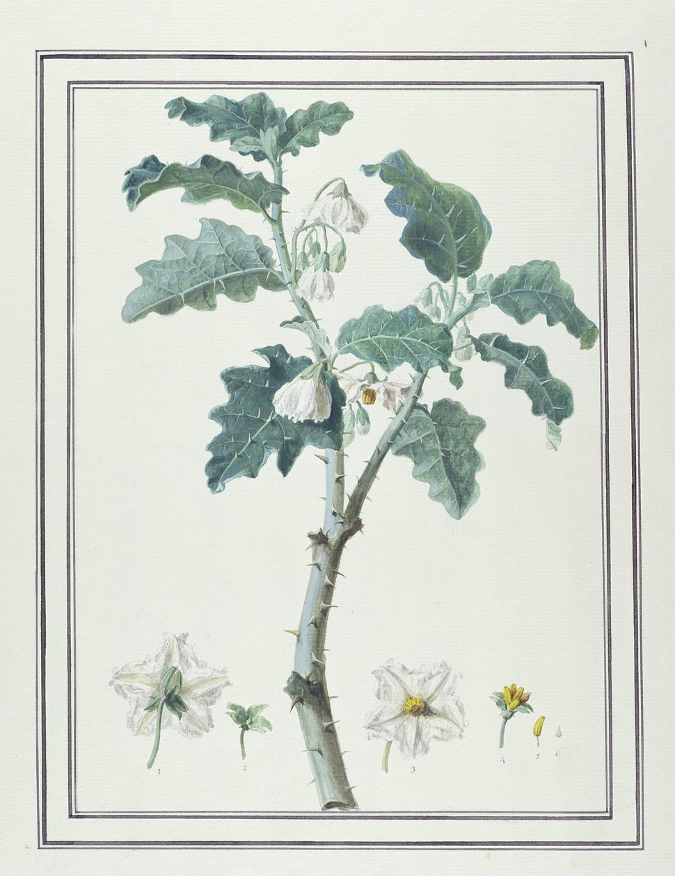 Solanum d