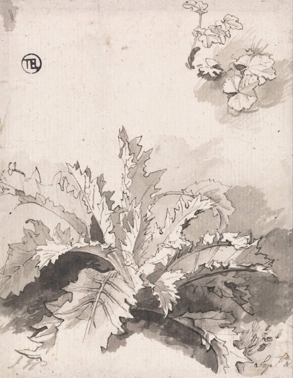 Study of a Thistle and Other Plants, Sept. 8 by Unbekannt Unbekannt