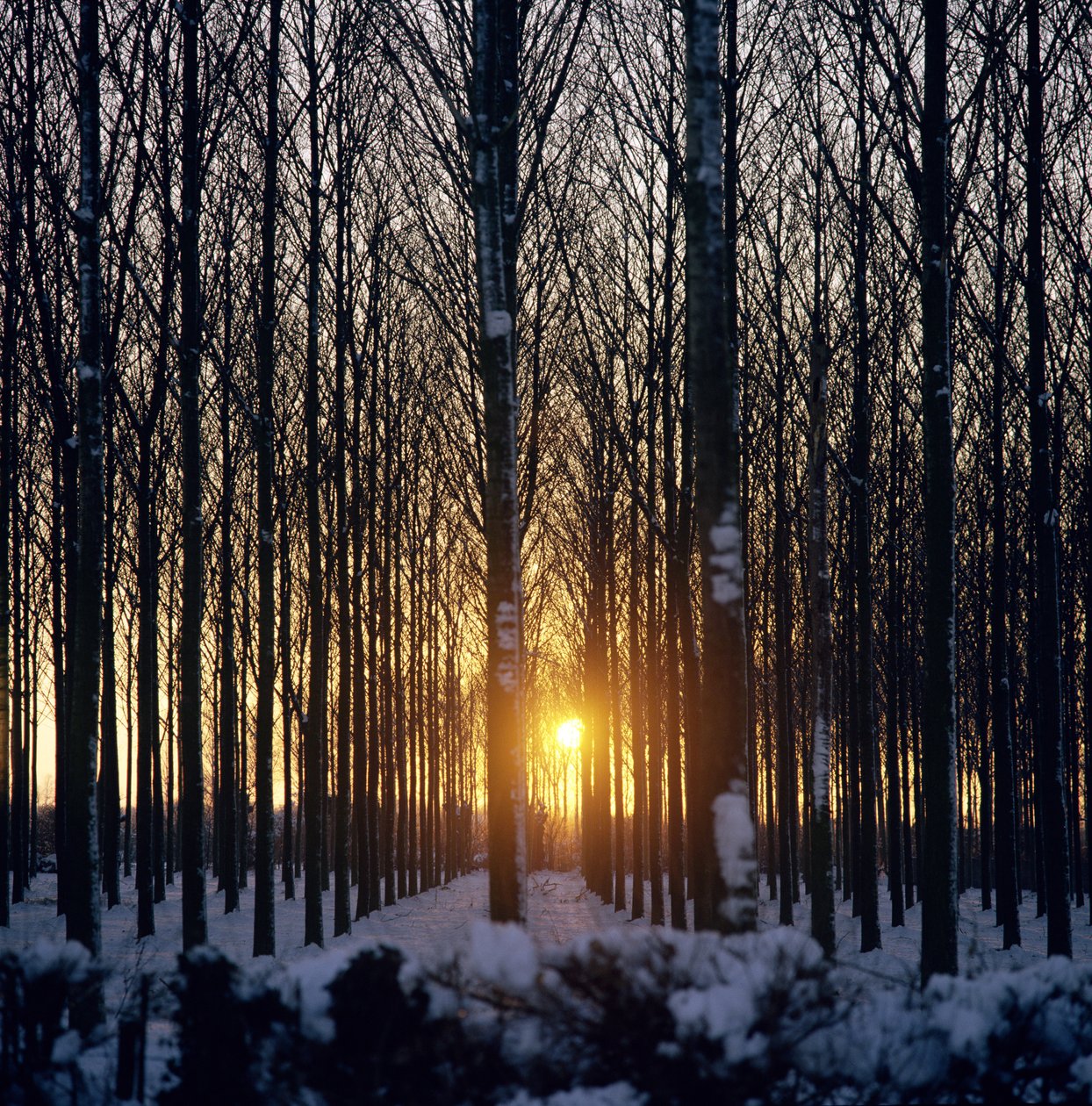 Winter sunset through the trees, North Benfleet, Essex by Unbekannt Unbekannt