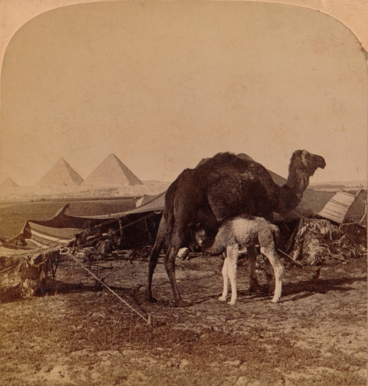 A Baby of the Desert, Egypt, 1896 by Unbekannt