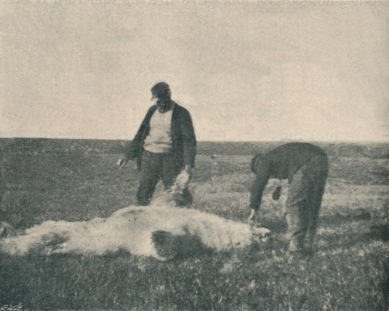 A Dead Bear on Reindeer Island, August 21st, 1893 by Unbekannt