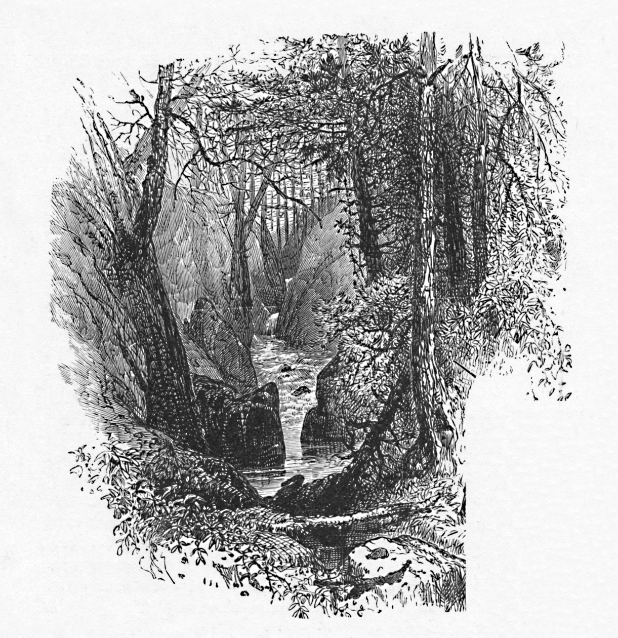 A Feeder to the Lake, 1883 by Unbekannt