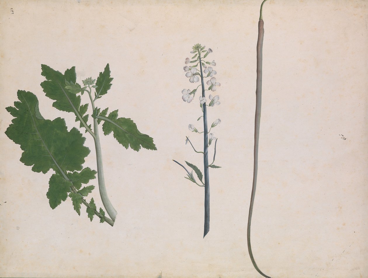 A Radish Plant, Seed, and Flower by Unbekannt