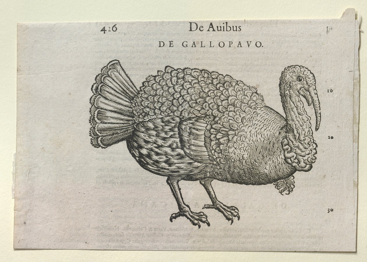 A Turkey, 16th or 17th century by Unbekannt