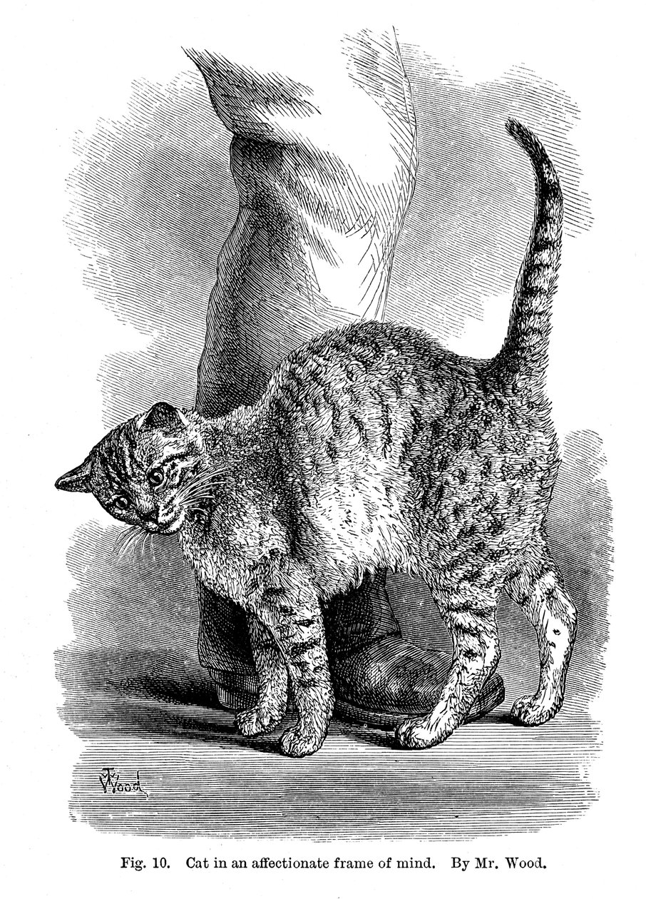 A Cat in Affectionate Frame of Mind, from The Expression and Emotions in Man and Animals by Unbekannt