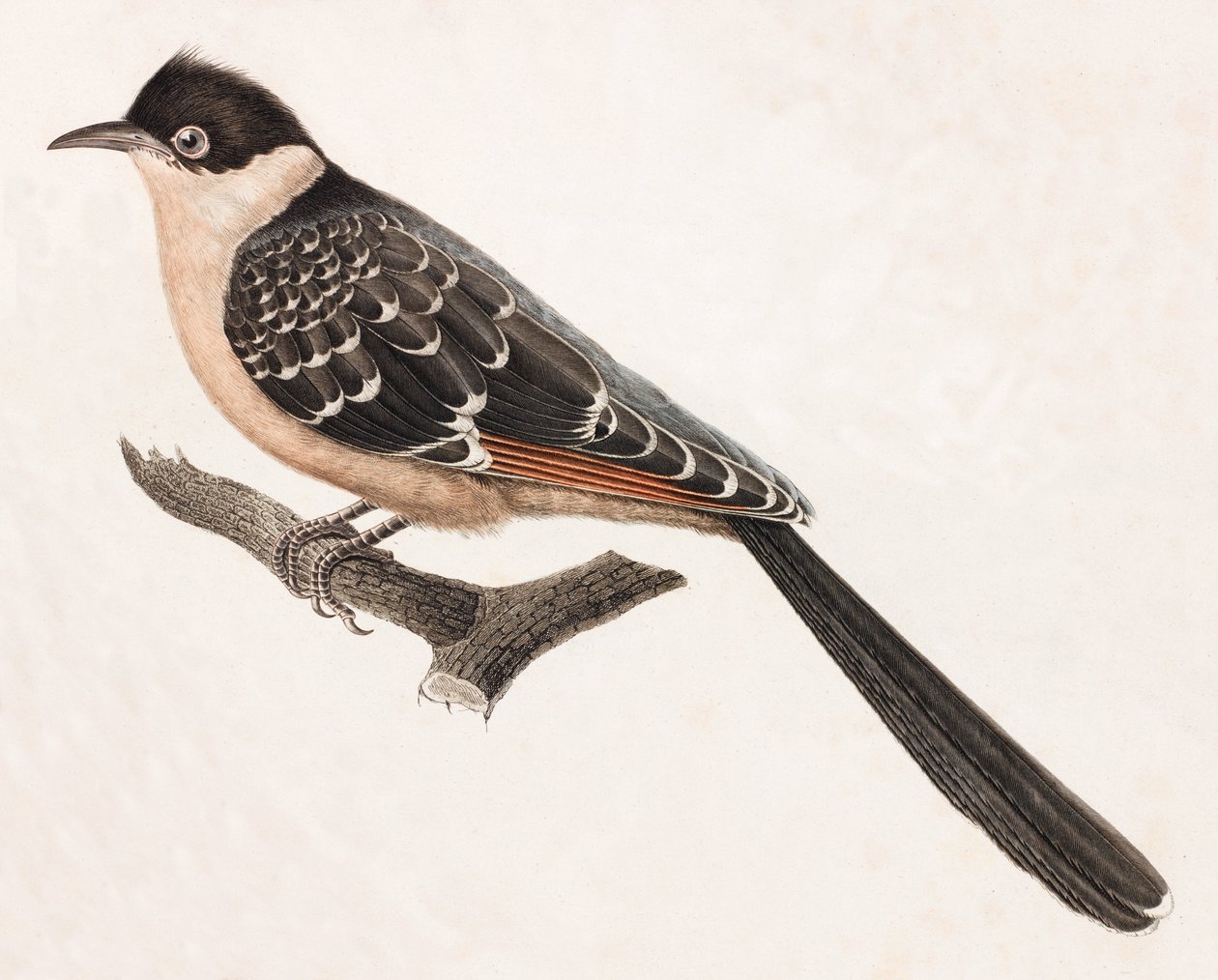 A Colour Illustration of a Grey Bird by Unbekannt