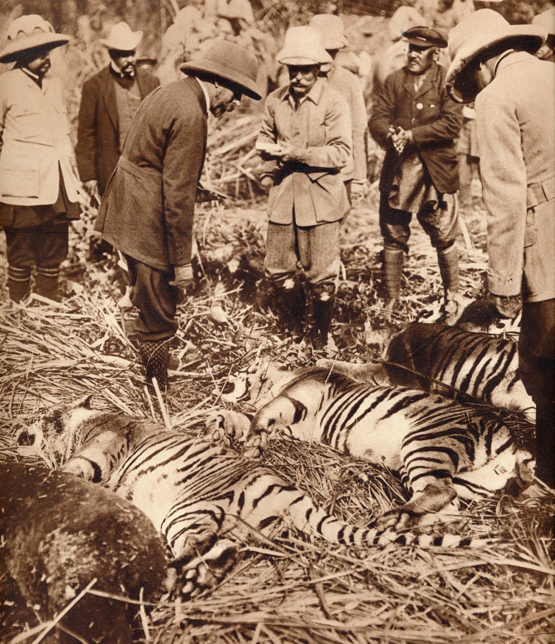 A Royal Bag of Tigers by Unbekannt