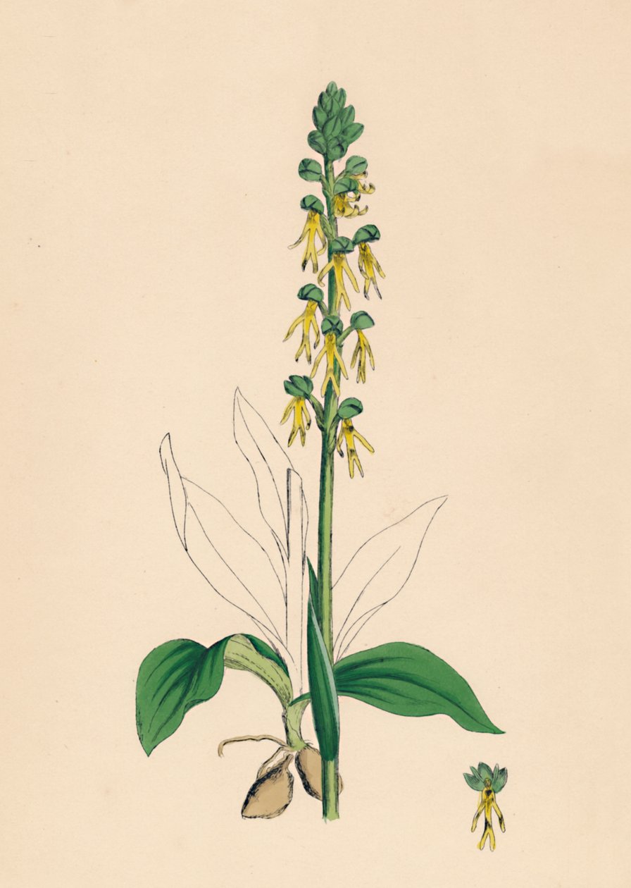 Man Orchis by Unbekannt