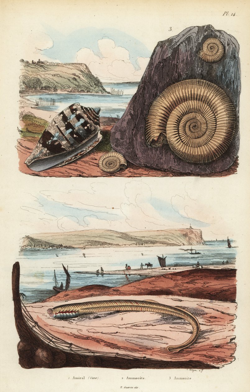 Admiral cone, Conus ammiralis, ammocete or larval stage of lamprey, Petromyzon marinus, and extinct ammonite mollusc fossil by Unbekannt