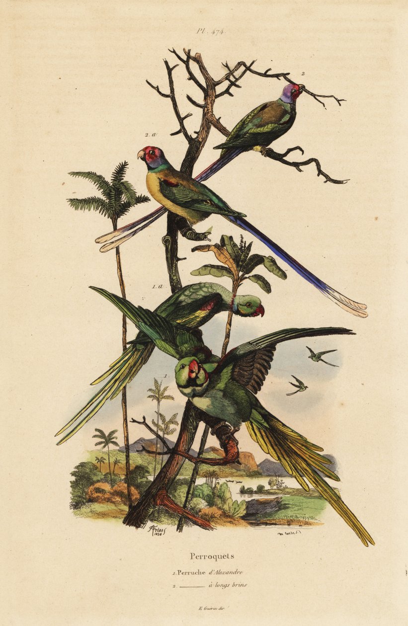 Alexandrine parakeet, Psittacula eupatria, and long-tailed parakeet, Psittacula longicauda by Unbekannt