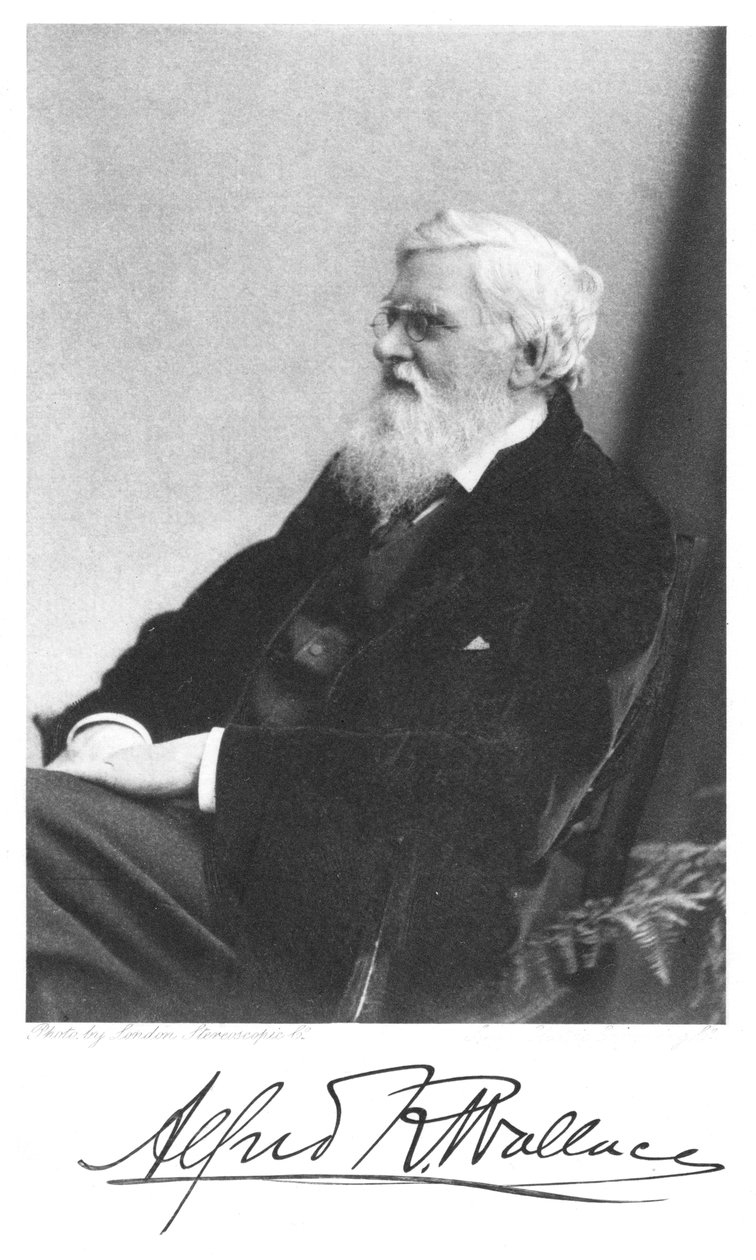 Alfred Russell Wallace, Welsh-born British Naturalist, c1900 by Unbekannt
