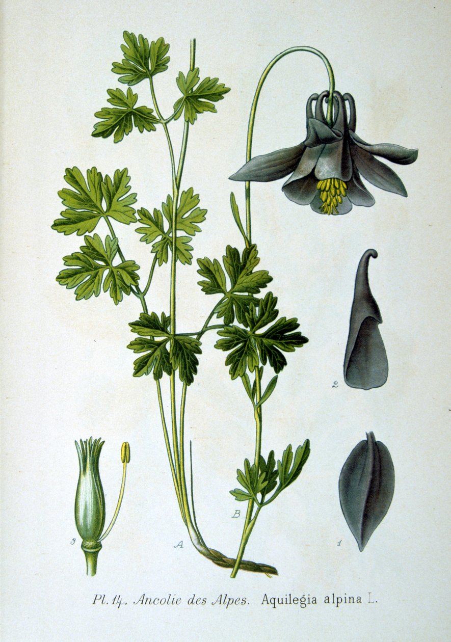 Alpine Columbine by Unbekannt