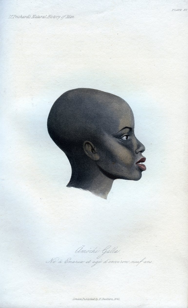 Amochi Galla, a Portrait of a Galla by Unbekannt
