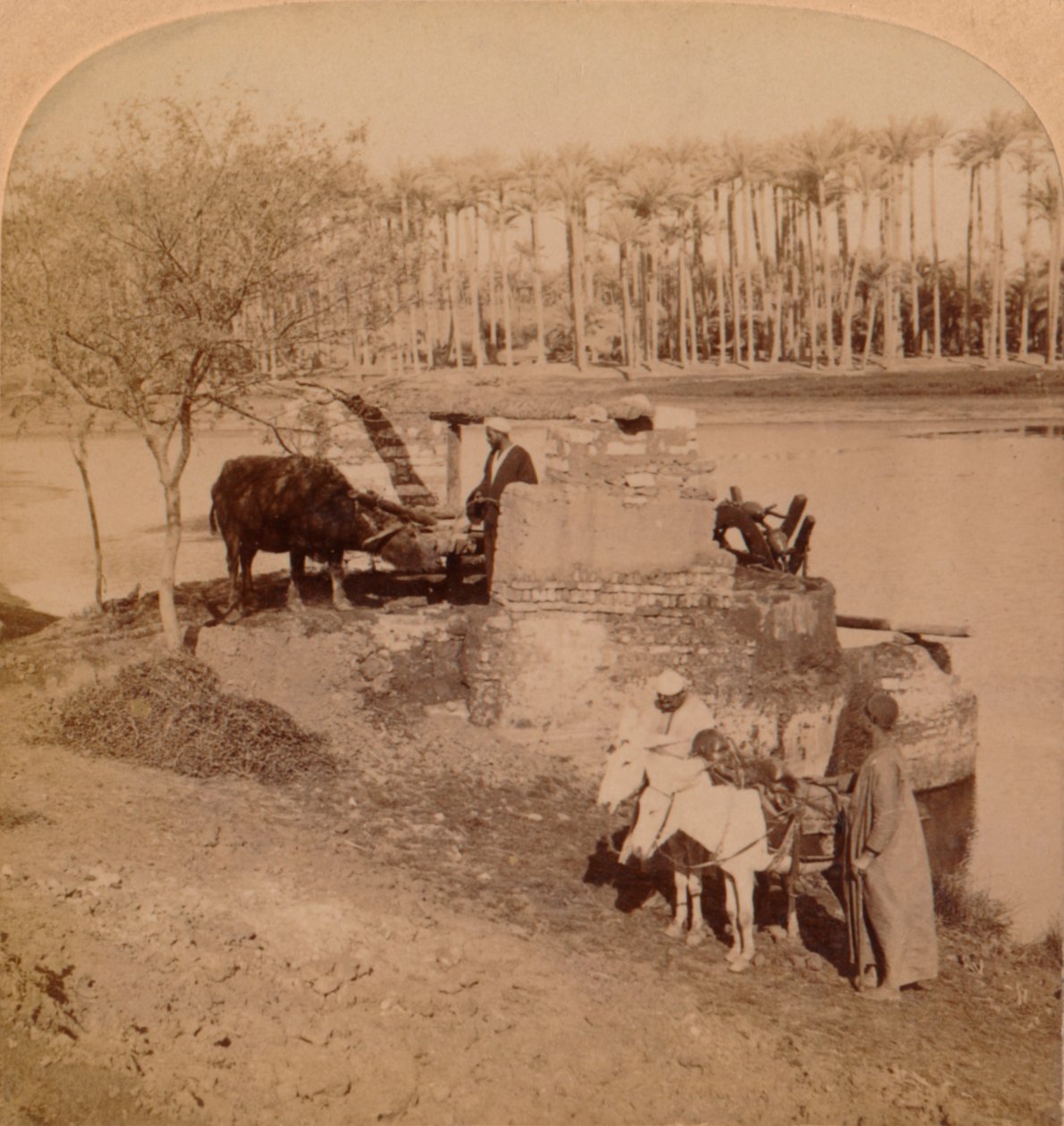 An Egyptian Sakiyeh, Drawing Nile Water for Irrigation, Egypt, 1896 by Unbekannt