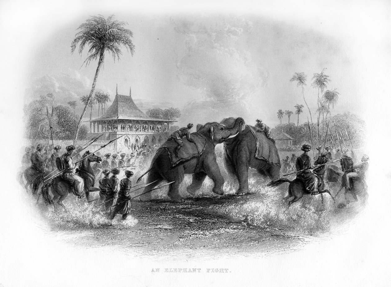 An elephant fight, India by Unbekannt