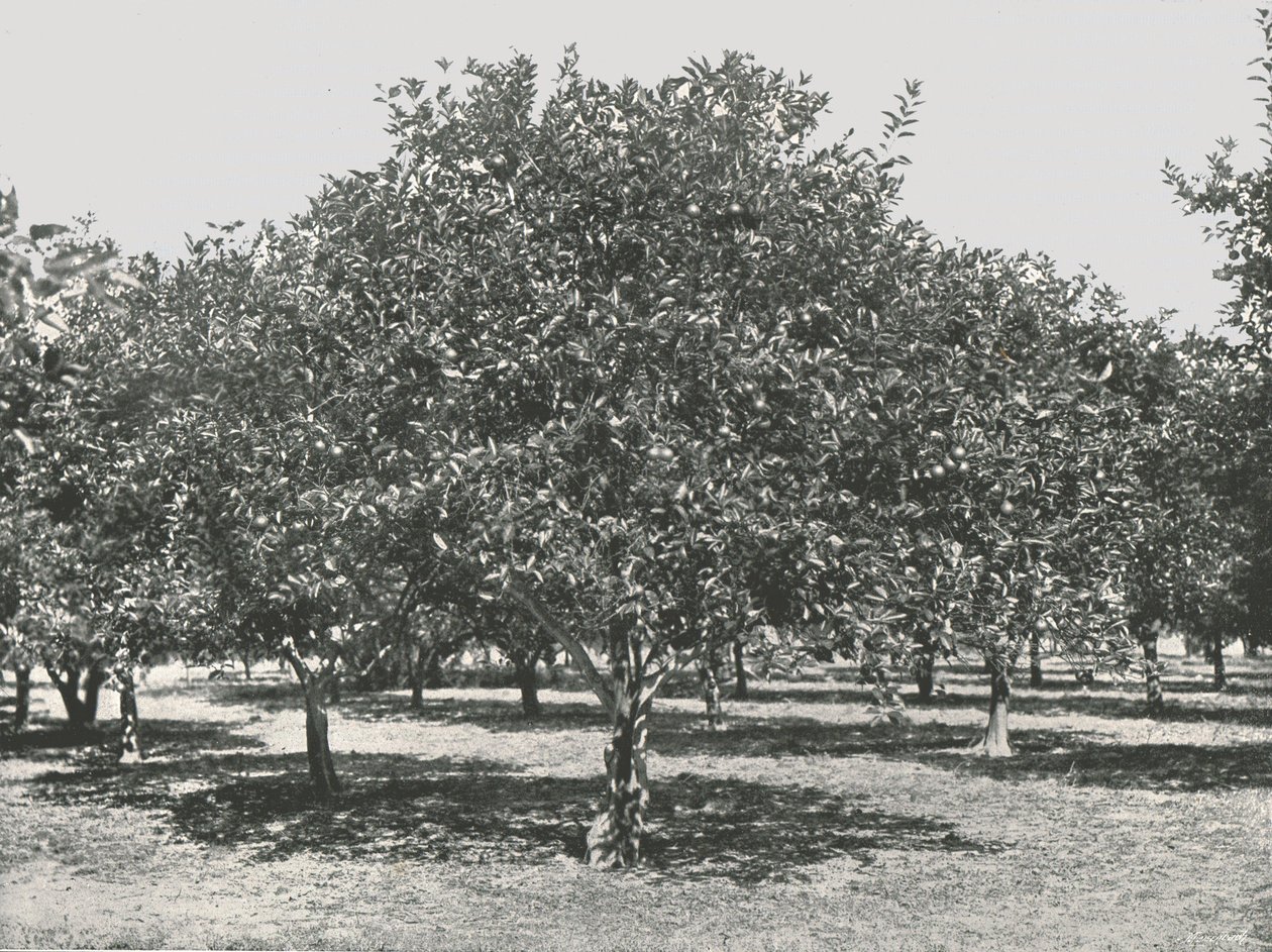 An Orange Grove Near the City, St Augustine, USA by Unbekannt