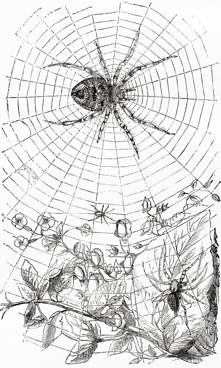 An orb-weaver spider or araneid by Unbekannt