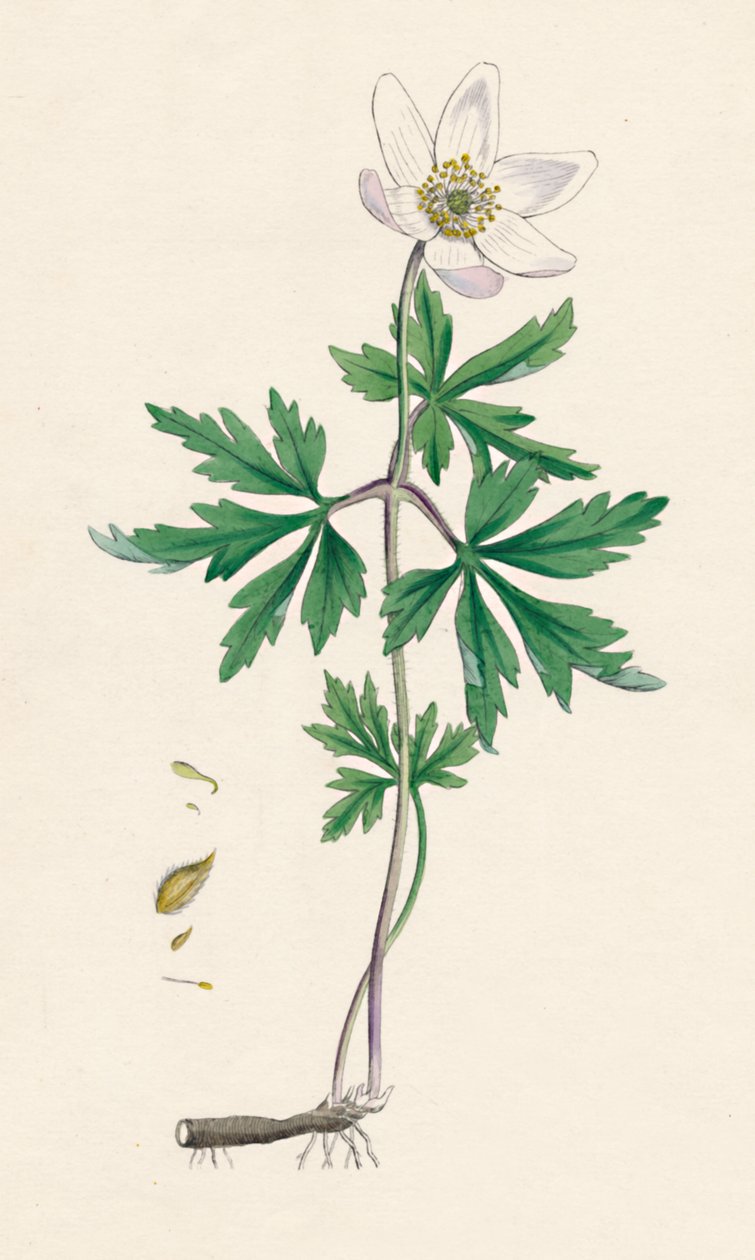 Anemone nemorosa. Wood anemone, 19th Century by Unbekannt