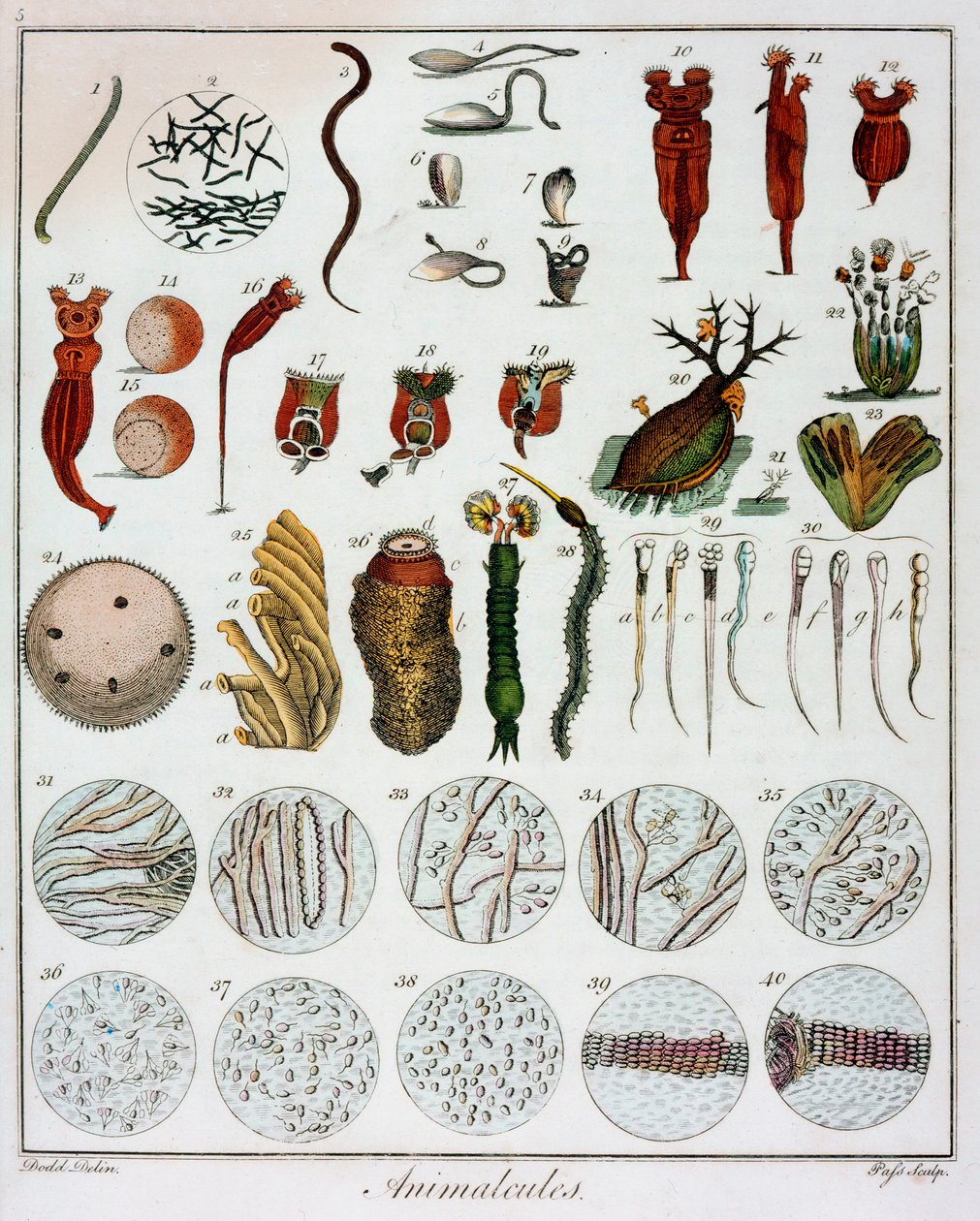 Animalcules Observed by Anton van Leeuwenhoek by Unbekannt