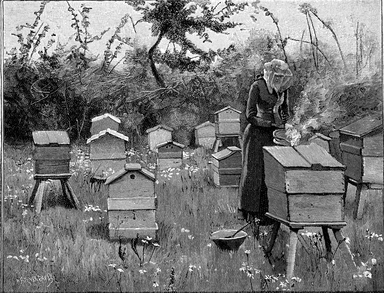 Apiary of wooden hives, Lismore, Ireland, 1890 by Unbekannt