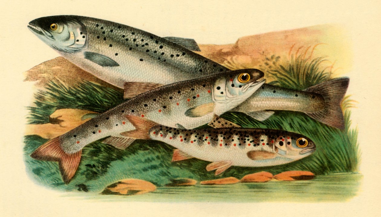 Atlantic salmon - Grilse, Smolt and Parr, 1887, 1946 by Unbekannt