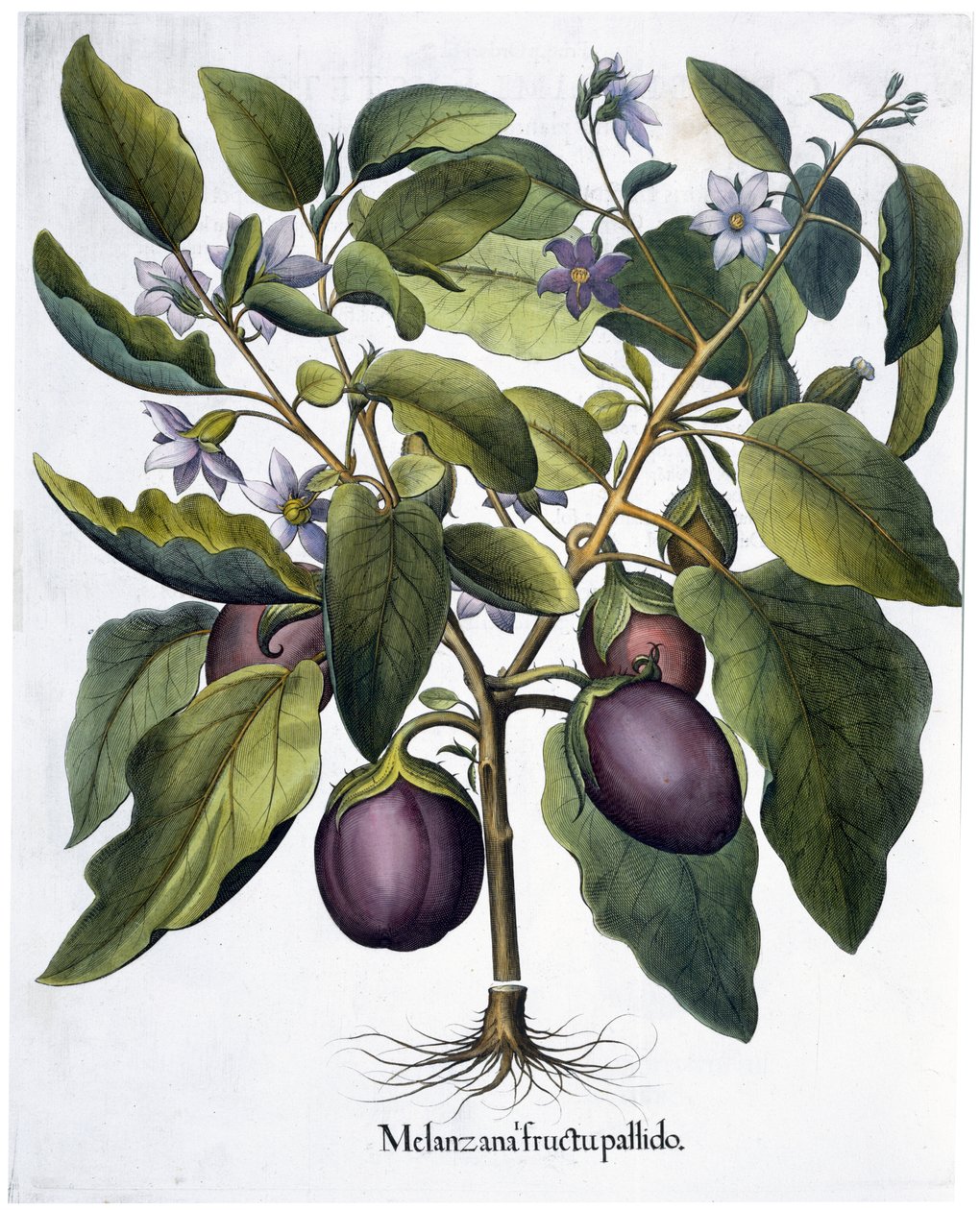 Aubergine by Unbekannt