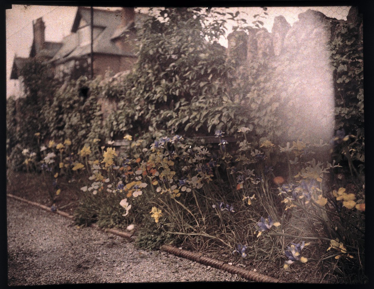 Autochrome of flowers, c 1908 by Unbekannt