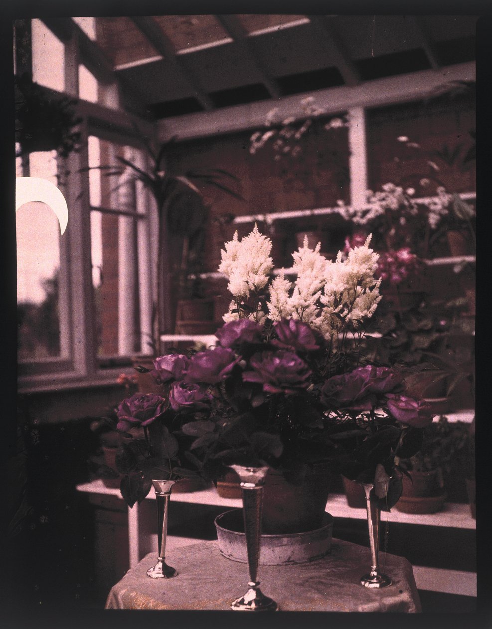 Autochrome of pink roses in a silver vase in a greenhouse, c 1910 by Unbekannt