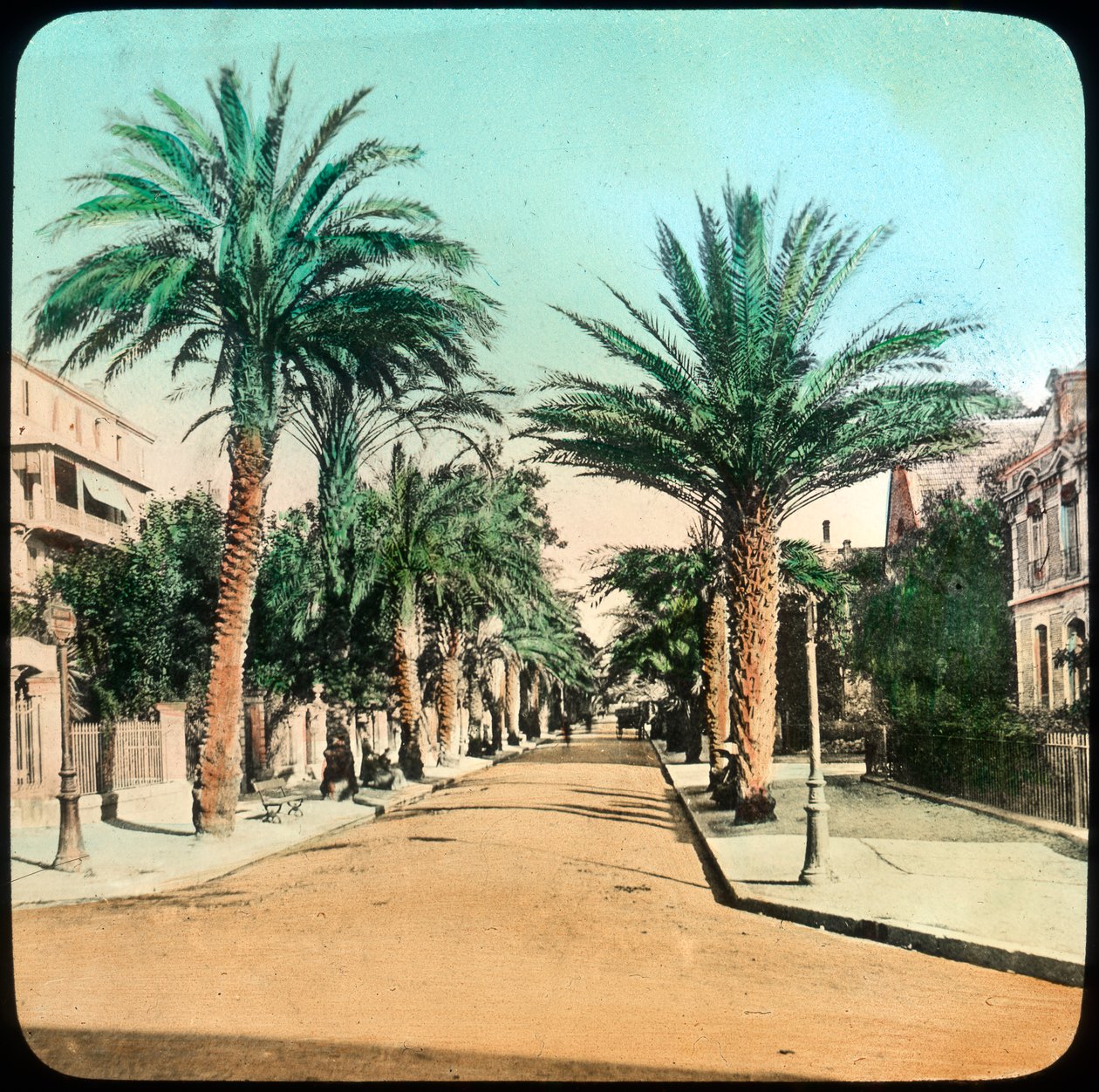 Avenue of Palms, Hyeres, France by Unbekannt