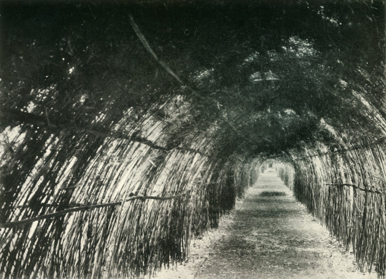 Bamboo Avenue at Barrackpore by Unbekannt