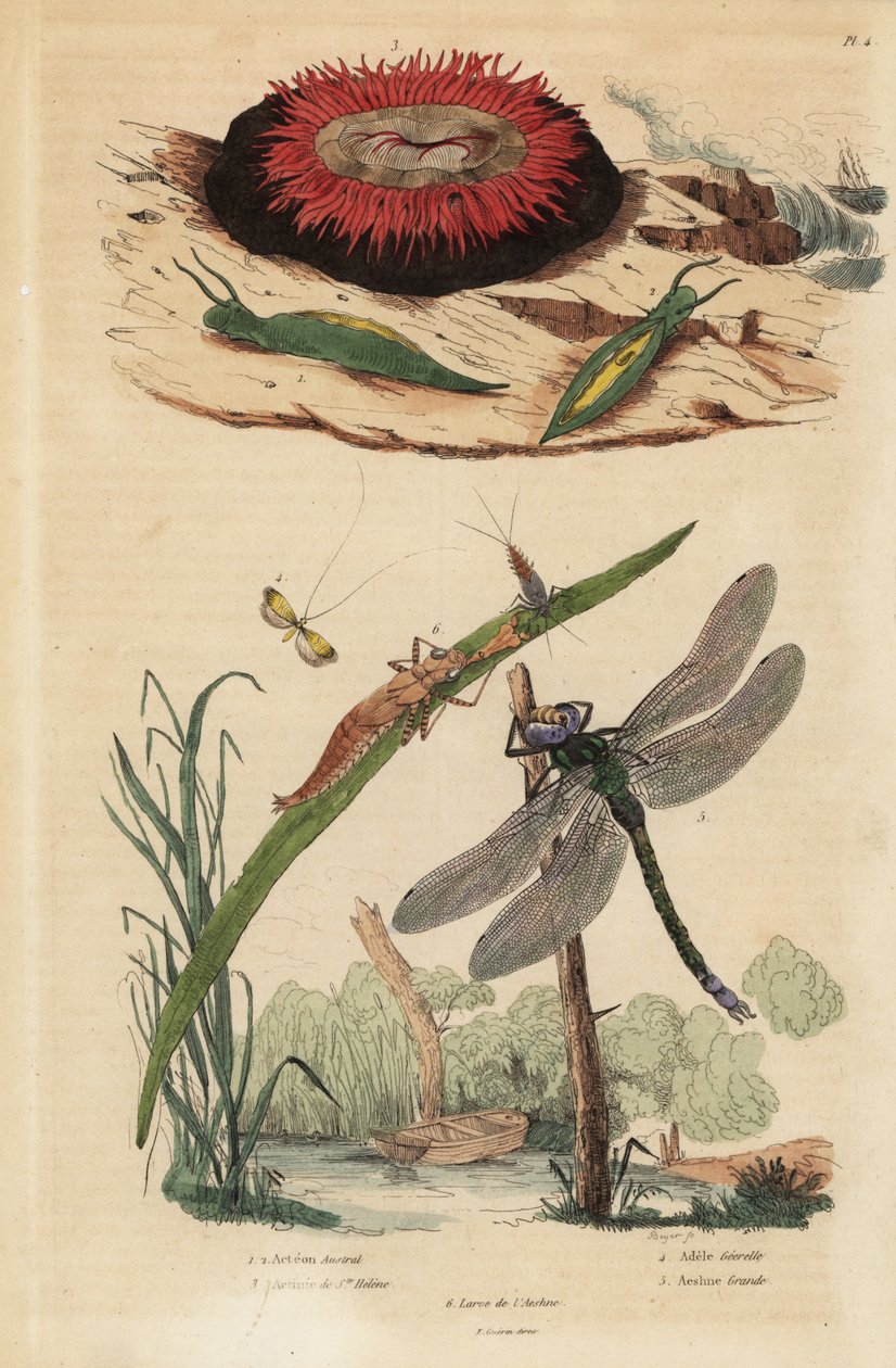 Barrel bubble snail, Acteon tormatilis, beadlet anemone, Actinia equina, yellow-barred long-horn, Nemophora degeerella, brown hawker, Aeshna grandis by Unbekannt