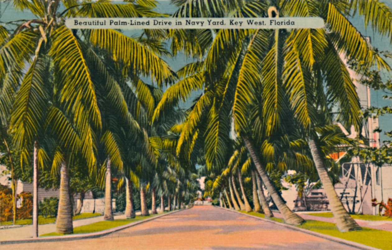 Beautiful Palm-Lined Drive in Navy Yard, Key West, Florida, c. 1940s by Unbekannt