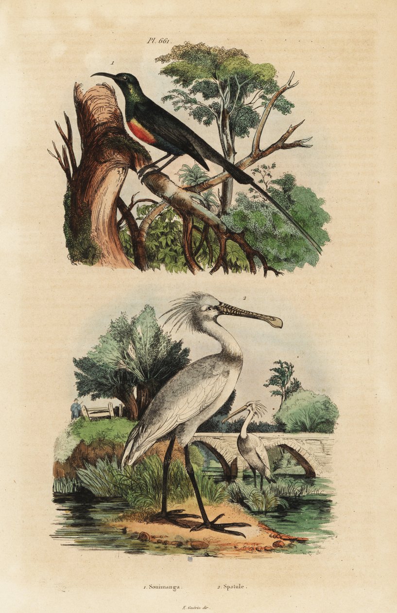 Beautiful Sunbird and Common Spoonbill by Unbekannt