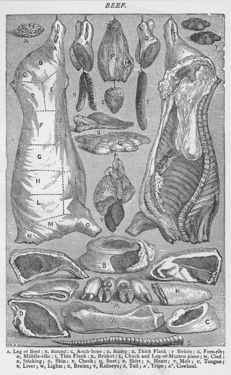 Beef, 1907 by Unbekannt