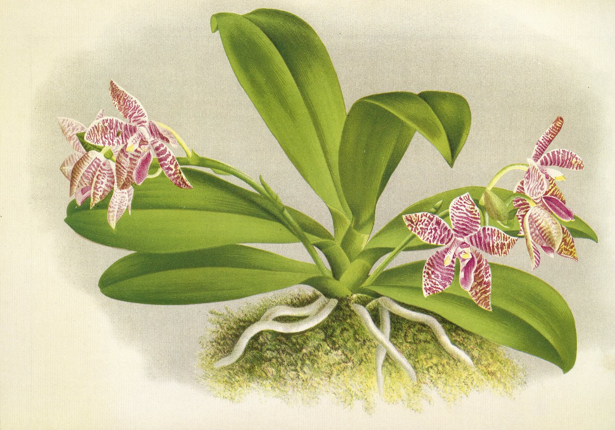 Botanical Board: Phalaenopsis Luddemanniana by Unbekannt