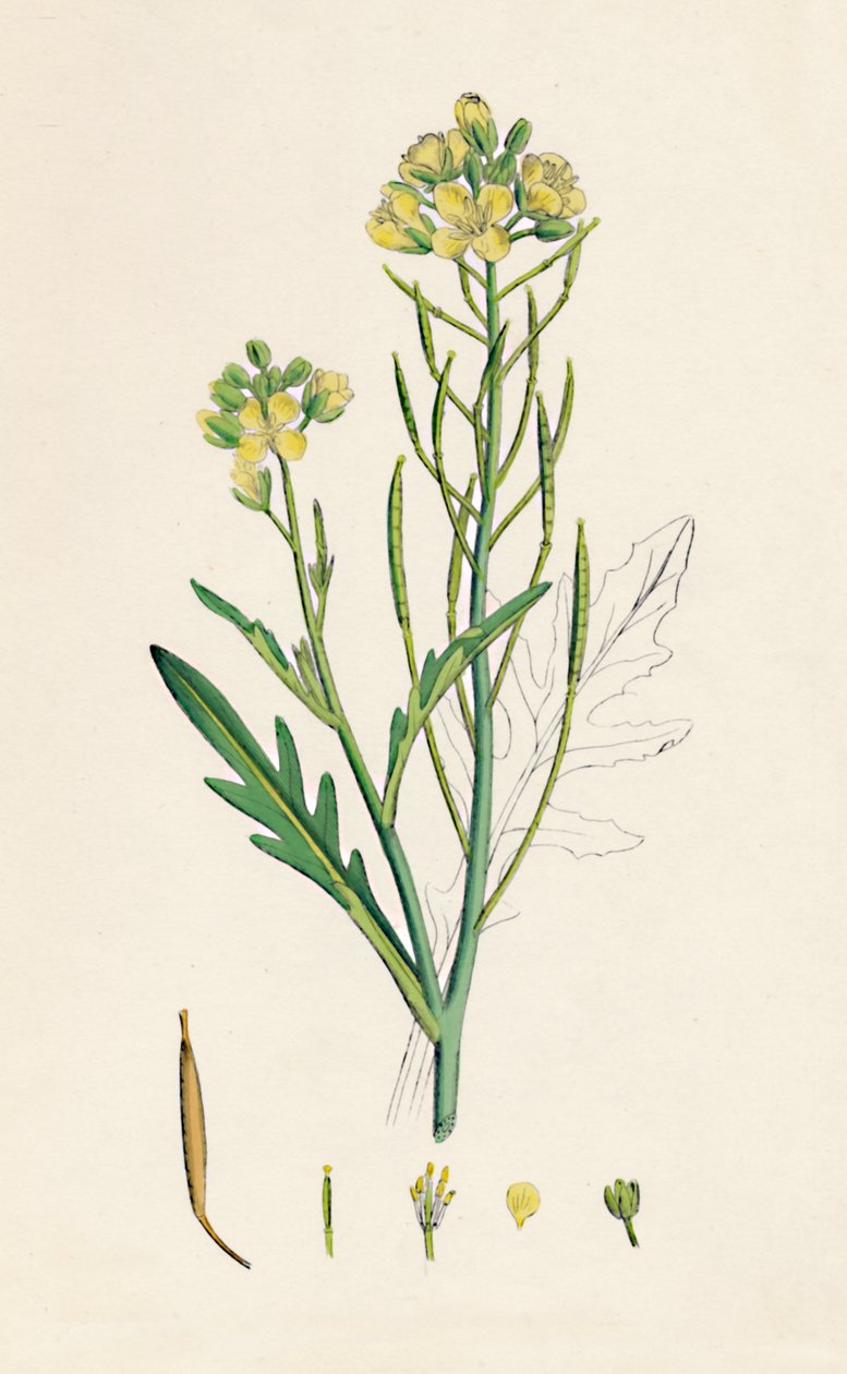 Brassica Tenuifolia. Wall Rocket, 19th Century by Unbekannt