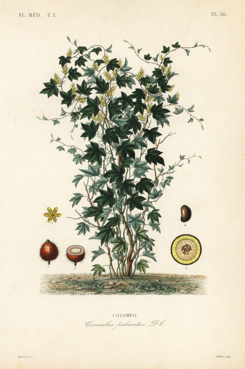 Calumba tree, Jateorhiza columba, Cocculus palmatus, Colombo by Unbekannt