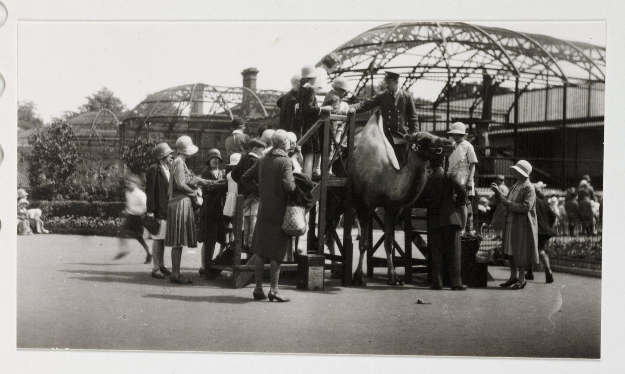 Camel ride, c 1930 by Unbekannt: Premium art reproduction
