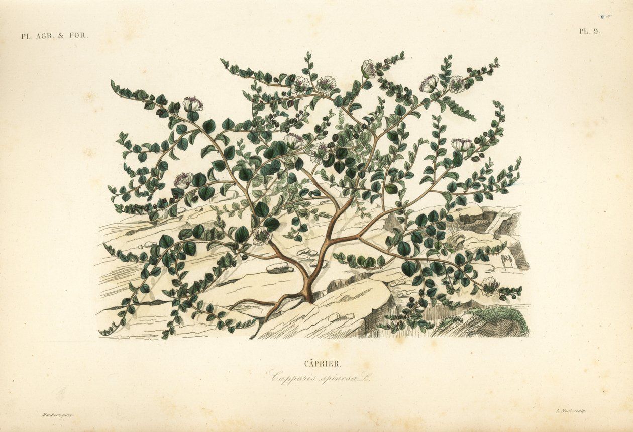 Caper bush or Flinders rose, Capparis spinosa by Unbekannt