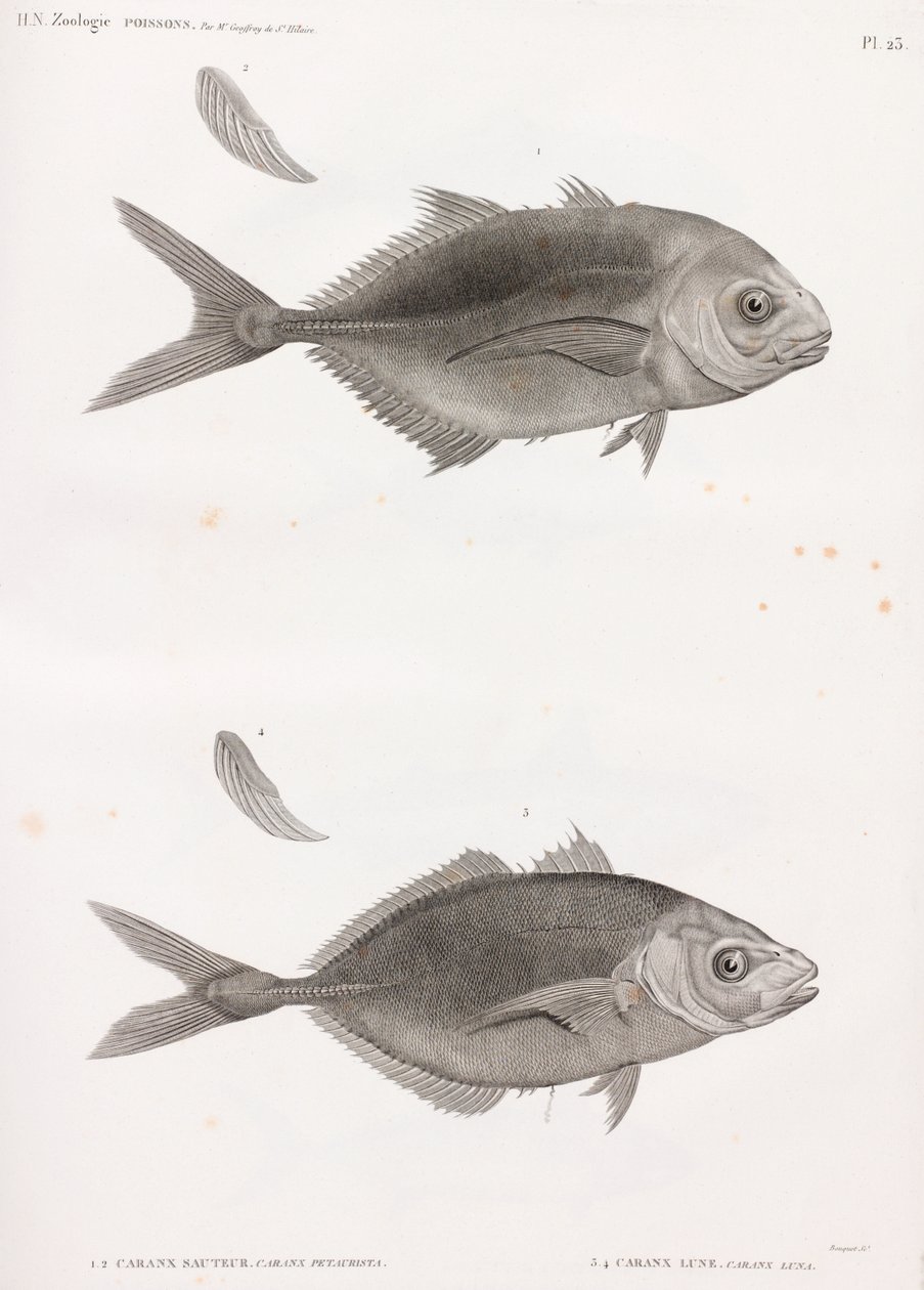 Caranx Sauteur & Caranx Lune by Unbekannt