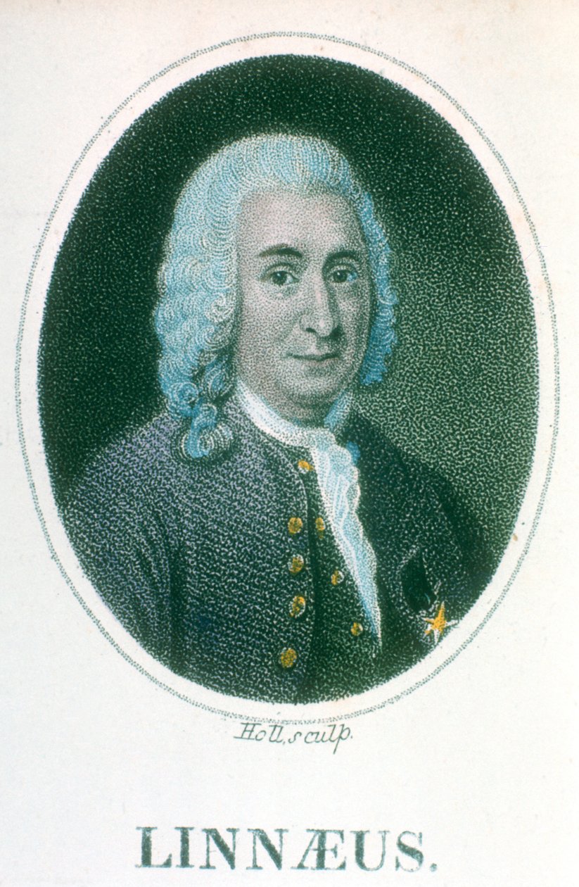 Carolus Linnaeus, 18th Century Swedish Naturalist by Unbekannt
