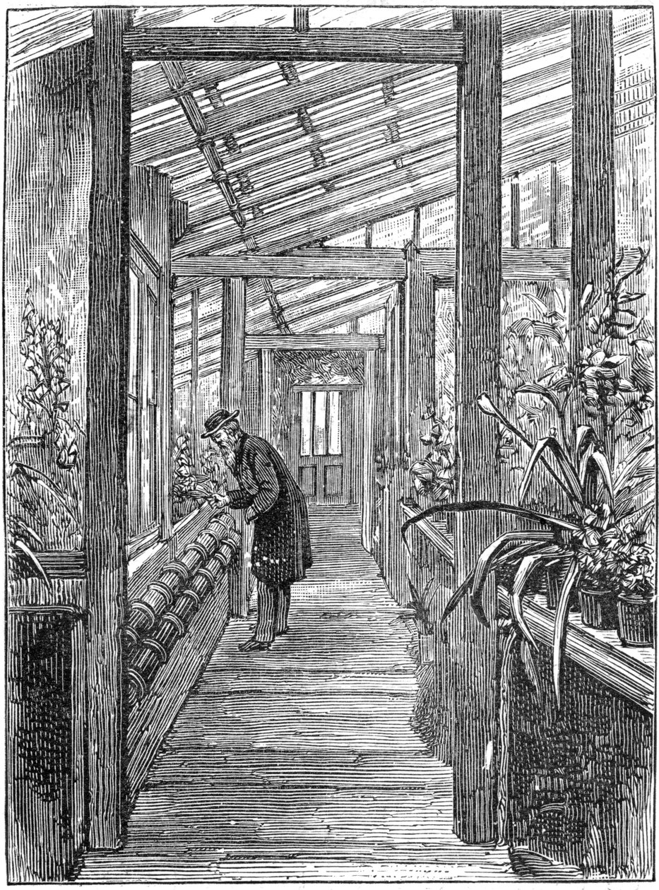 Charles Darwin, English naturalist, in his greenhouse by Unbekannt