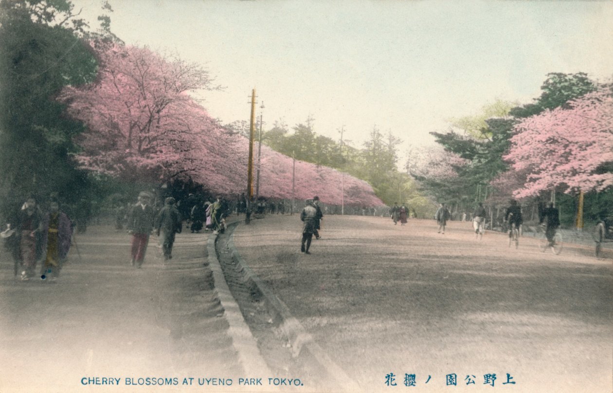 Cherry Blossoms At Uyeno Park Tokyo by Unbekannt