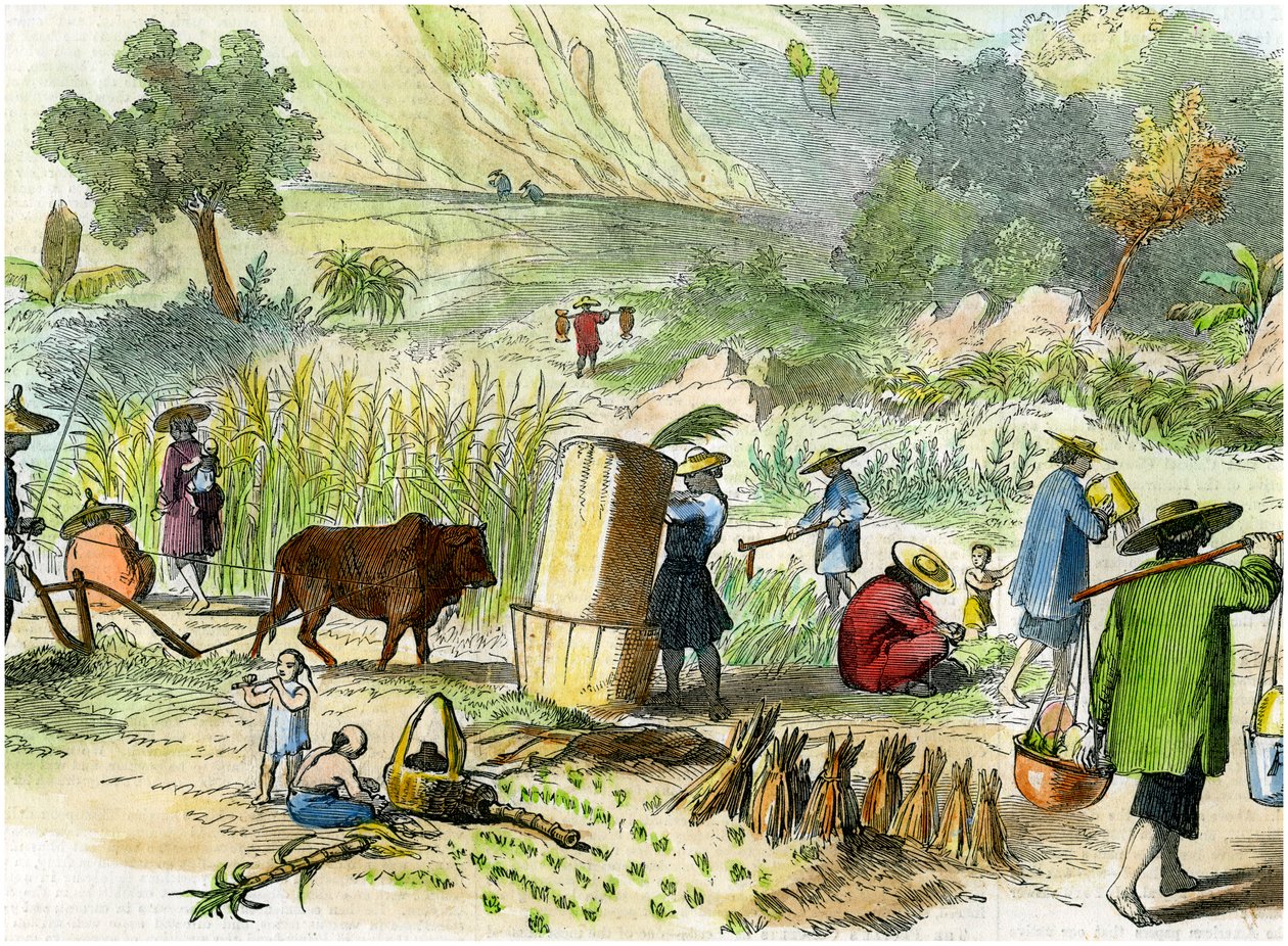 Chinese harvest, Hong Kong, c1875 by Unbekannt