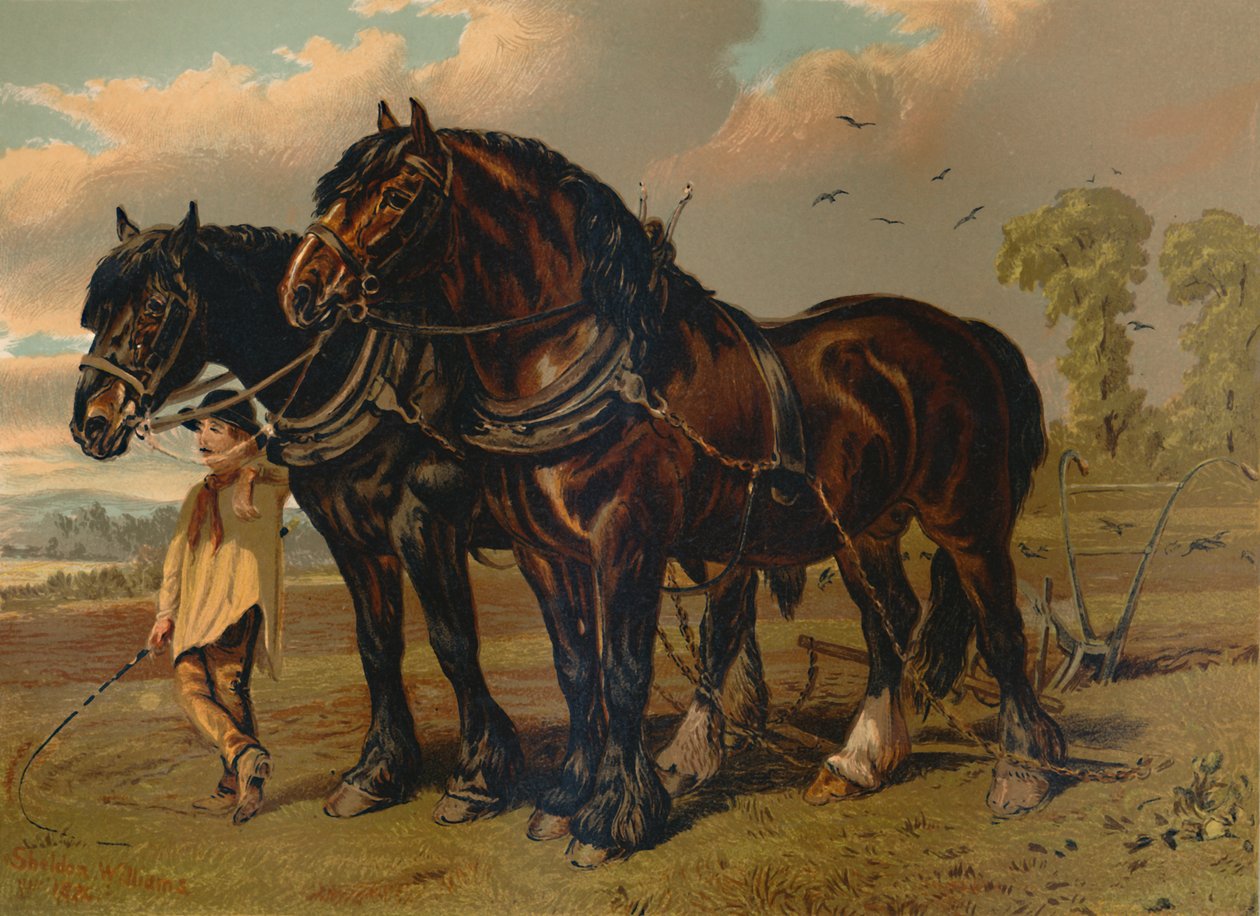 Clydesdale Stallion & Mare by Unbekannt