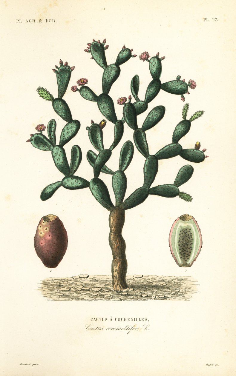 Cochineal cactus, Nopalea cochenillifera, Opuntia cochenillifera by Unbekannt