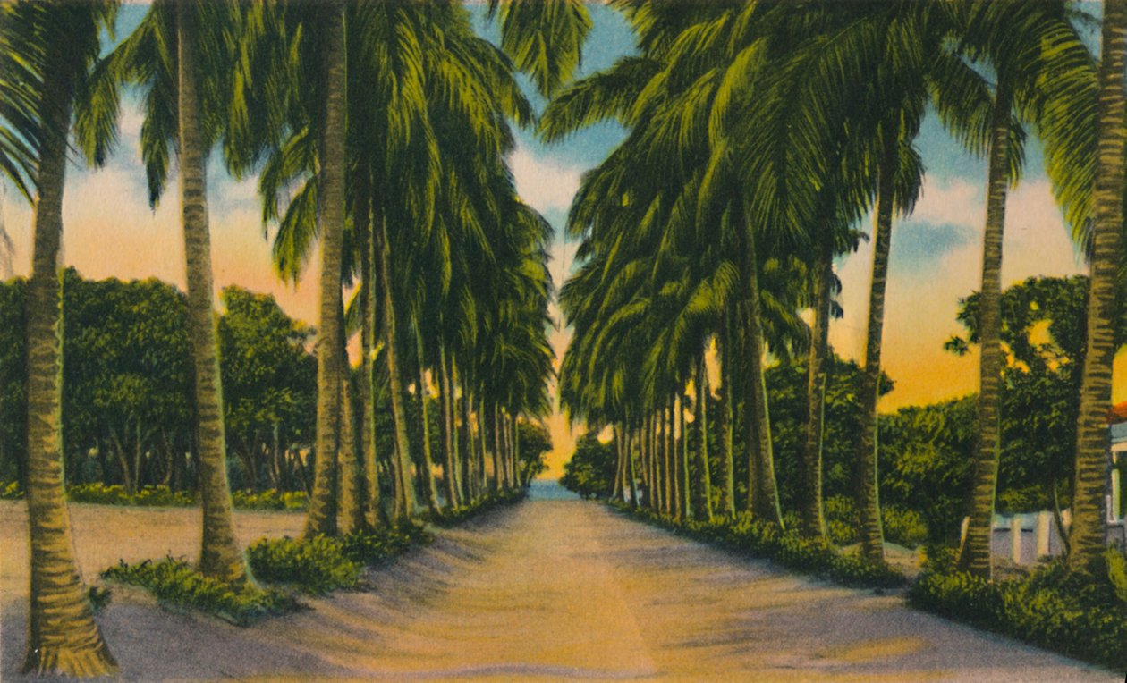 Coconut Avenue, Barranquilla by Unbekannt