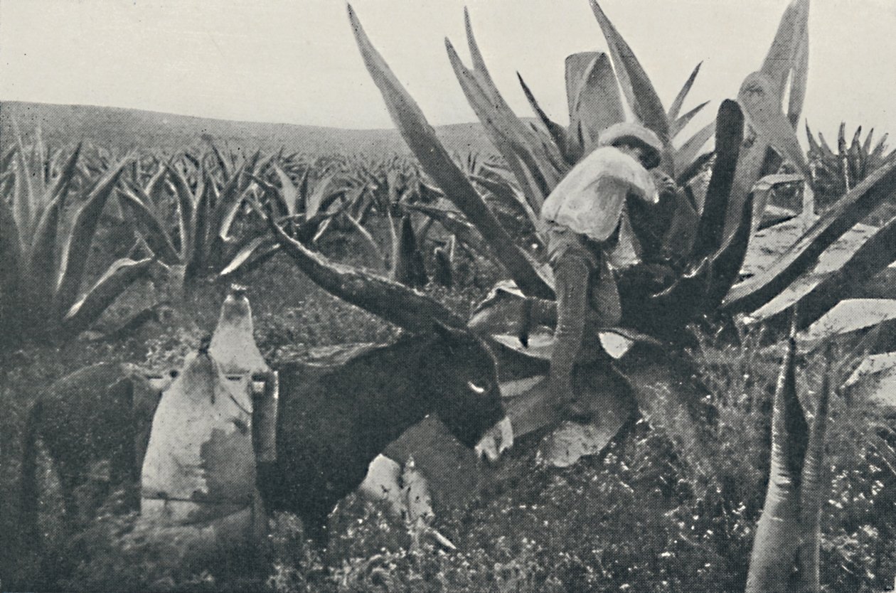 Collecting Honey-Water from a Maguey, 1916 by Unbekannt