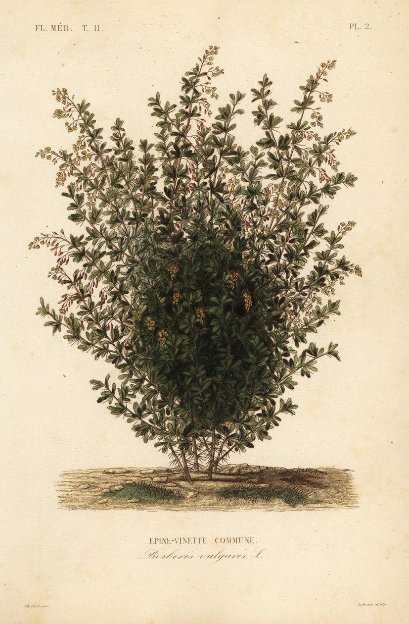 Common barberry, Berberis vulgaris by Unbekannt