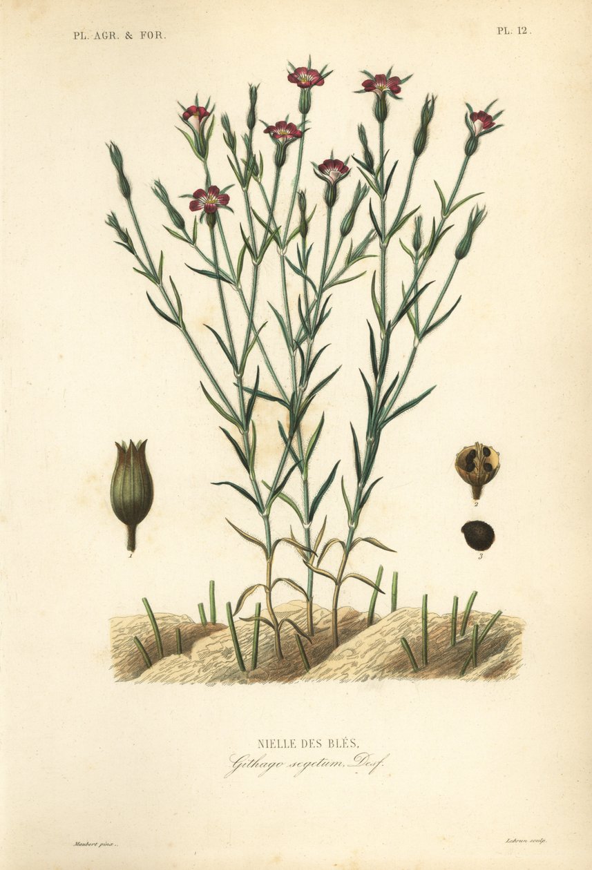 Common corn-cockle, handcoloured steel engraving by Unbekannt